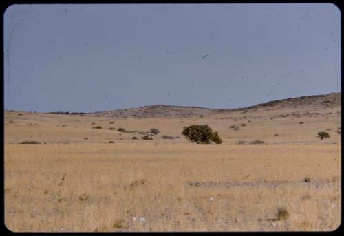 Grassy hills on the west side of the Baynes Mountains