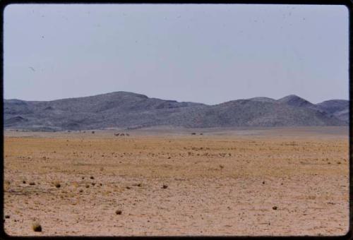 Gemsbok in scant grass, with hills on the west side of the Baynes Mountains in the background