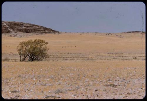 Gemsbok in scant grass, on the west side of the Baynes Mountains