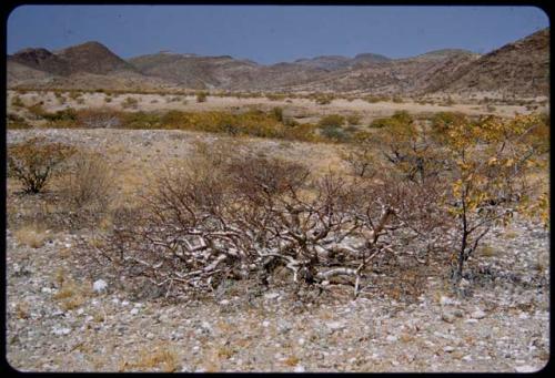 Bush which rhinos eat for moisture