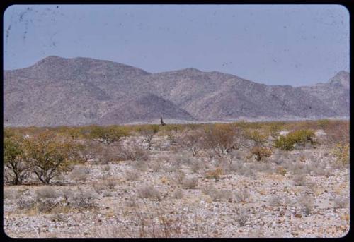 Giraffe, distant view, with hills on the west side of the Baynes Mountains in the background