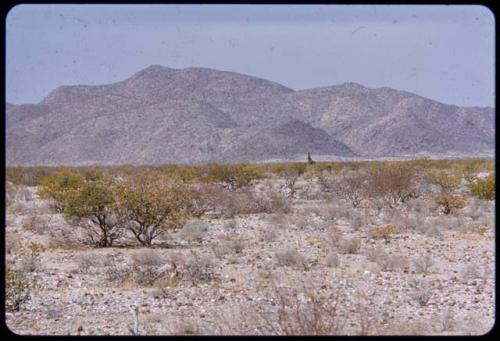 Giraffe, distant view, with hills on the west side of the Baynes Mountains in the background