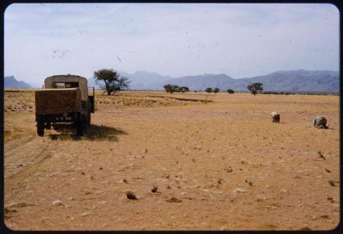 Charles and Rene Koch digging up beetles in the grass near an expedition truck