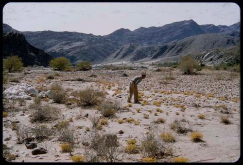 Charles Koch standing and looking at the ground, with the Kunene River and light gray hills in the background