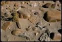 Animal tracks in sand between stones