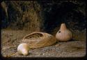 Old basket and two gourds