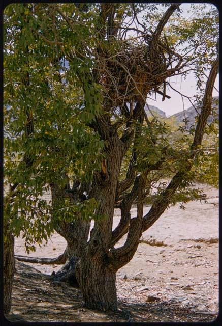 Tree with possessions stored in it