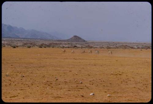 Zebras running on flat land, distant view, with the Hartmann Mountains in the background