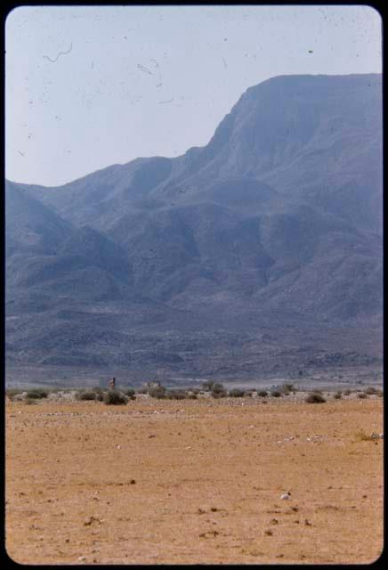 Zebras in brush, distant view, with the Hartmann Mountains in the background