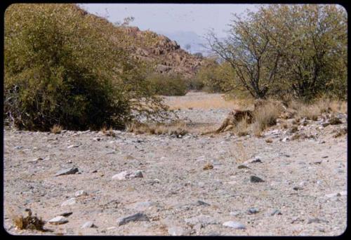 Hyena in a bush near a dead giraffe