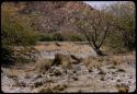 Hyena standing behind a dead giraffe