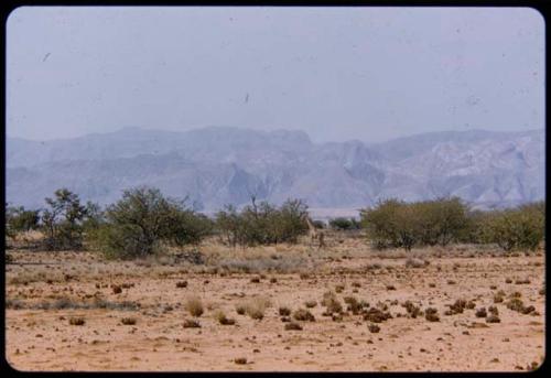 Giraffe walking through brush