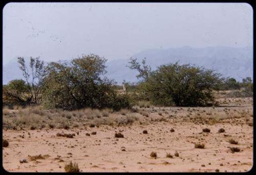 Baby giraffe, distant view