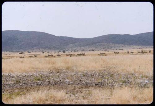Gemsbok in a valley, distant view, with hills in the background