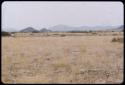 Springbok on a plain, distant view