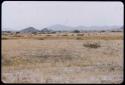 Springbok on a plain, distant view