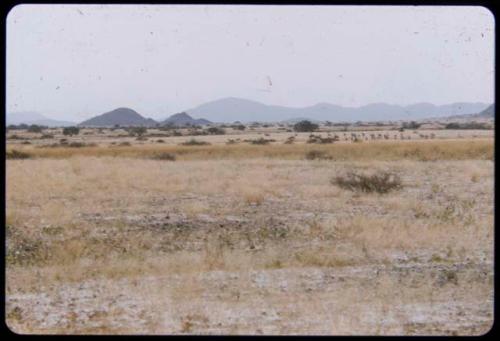 Springbok on a plain, distant view