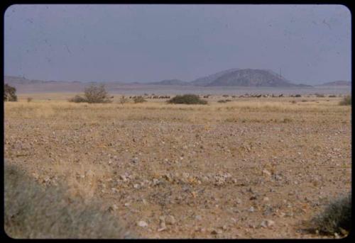 Large herds of springbok and gemsbok in a valley, distant view