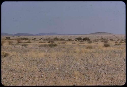 Large herds of springbok and gemsbok in a valley, distant view