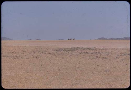 Four zebras standing, distant view