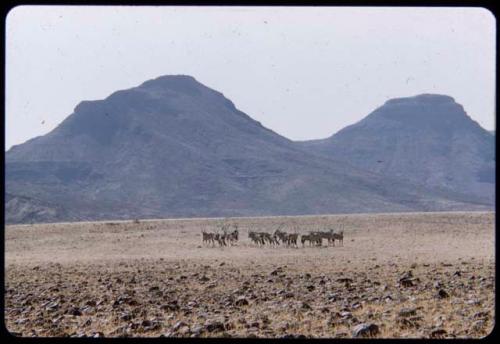 Gemsbok, with blue hills in the background