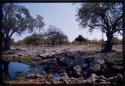 Kaoko Otavi waterhole