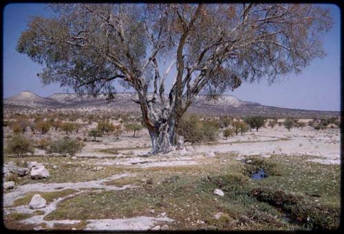 Fig tree next to the Kaoko Otavi waterhole