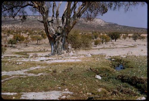 Fig tree next to Kaoko Otavi waterhole