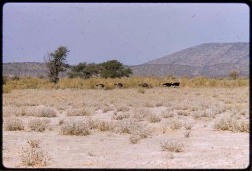 Ostriches, with trees and hills in background