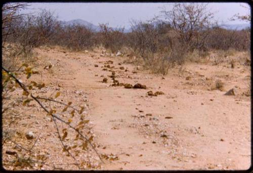 Elephant dung on the ground