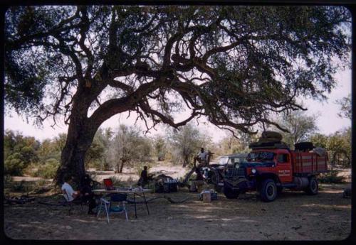 Expedition camp under a tree