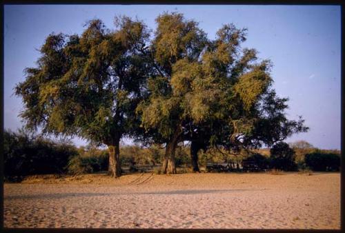 Expedition trucks parked under trees, distant view