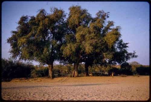 Expedition trucks parked under trees, distant view