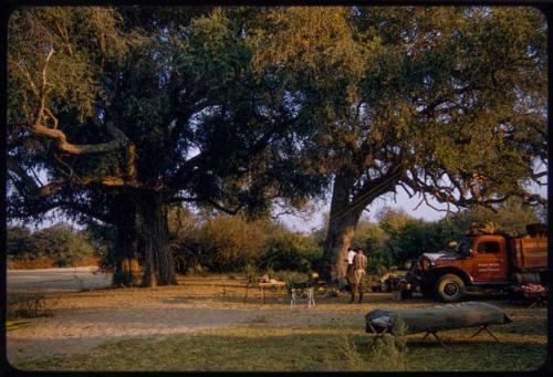 Expedition trucks parked under trees