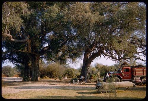 Expedition trucks parked under trees