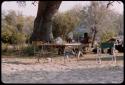 Kurt Ahrens and Philip Hameva sitting in the expedition camp under a tree