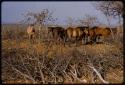 Veripaka's horses in his kraal