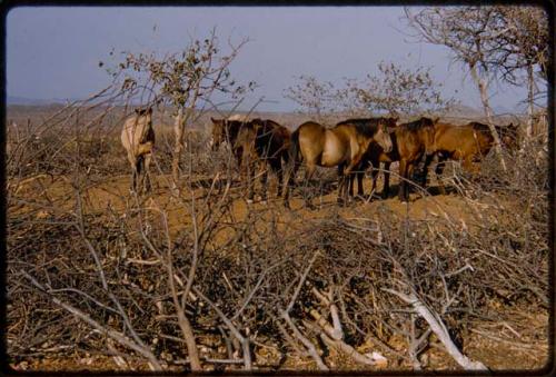 Veripaka's horses in his kraal