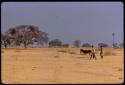 Two men walking with a donkey over yellow cropped grass