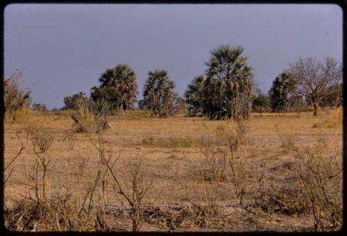 Palms near Tshandi