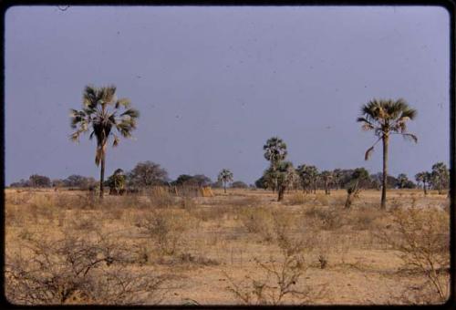 Palms, with a kraal in the background