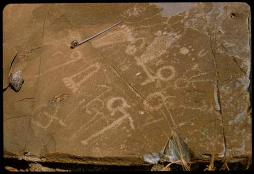 Petroglyphs on rocks on Prinsloo Farm, with ruler for measurement