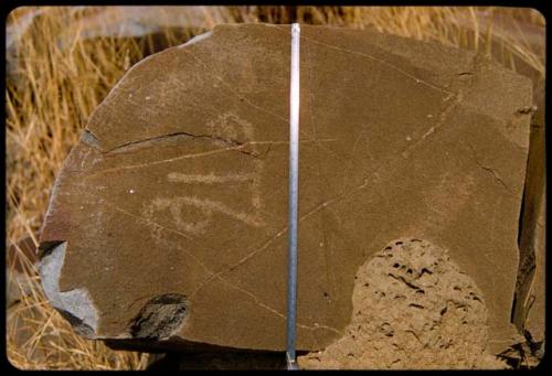 Petroglyphs on rocks on Prinsloo Farm, detail, with ruler for measurement