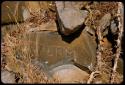 Rock easily scratched by Laurence Marshall for comparison with petroglyphs on rocks on Prinsloo Farm