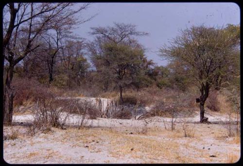 Hambia's waterhole