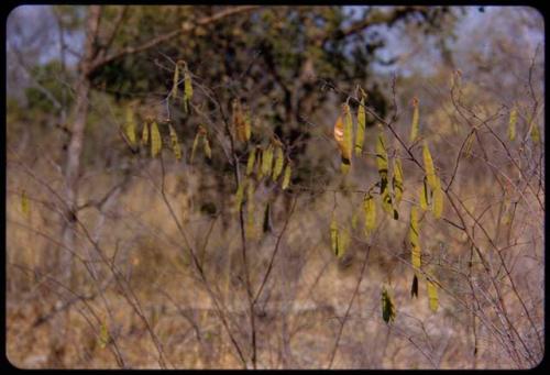 Bean pods on a tree