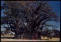 Big baobab tree with leaves, expedition truck (Dodge) in front of it