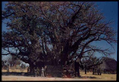 Big baobab tree with leaves, expedition truck (Dodge) in front of it