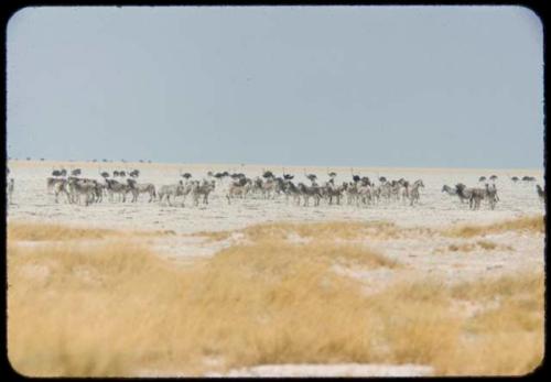 Herds of wildebeest and zebra