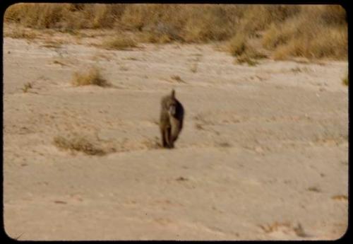 Baboon that bit Laurence Marshall, outside Twee Rivieren